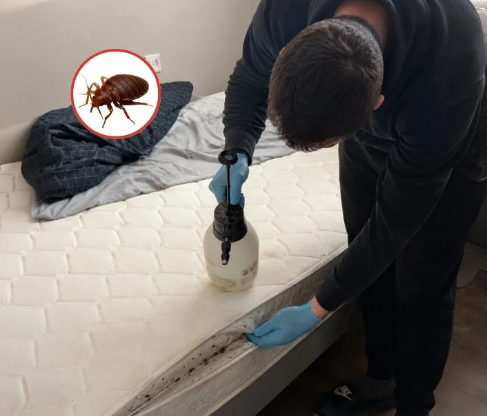 Technicien traitant un matelas contre les punaises de lit à Voulx